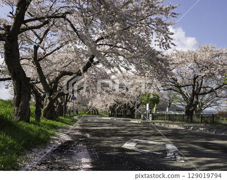 Road with cherry blossoms 129019794
