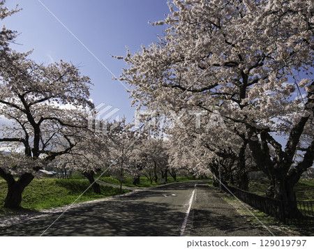 Road with cherry blossoms Road with cherry blossoms 129019797