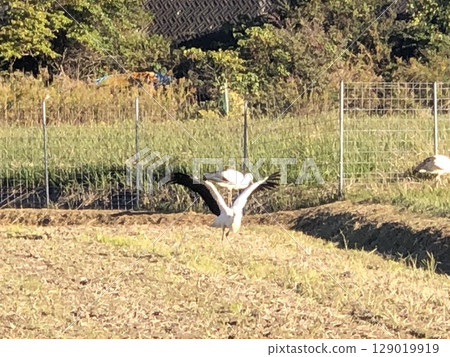 Let's take flight! Stork 129019919