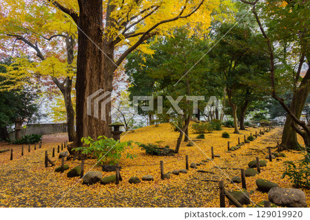 Ginkgo tree in the courtyard of the former Iwasaki residence garden 129019920