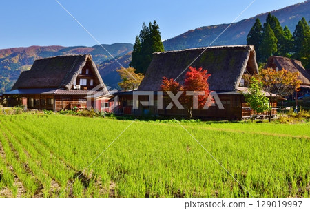 Autumn scenery of the Gokayama Gassho-style Village, a World Heritage Site Autumn scenery of the Gokayama Gassho-style Village, a World Heritage Site 129019997