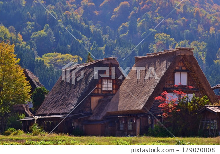 World Heritage Site Shirakawa-go Gassho-style Village Autumn Scenery World Heritage Site Shirakawa-go Gassho-style Village Autumn Scenery 129020008