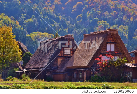 World Heritage Site Shirakawa-go Gassho-style Village Autumn Scenery 129020009