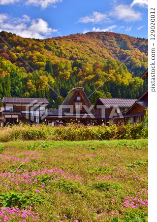 World Heritage Site Shirakawa-go Gassho-style Village Autumn Scenery World Heritage Site Shirakawa-go Gassho-style Village Autumn Scenery 129020012