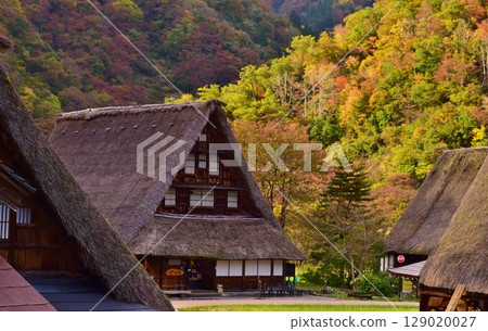 Autumn scenery of the Gokayama Gassho-style Village, a World Heritage Site 129020027