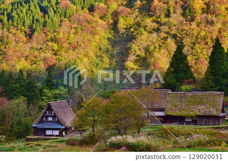 世界遺產五簇山合掌村的秋景 世界遺產五簇山合掌村的秋景 129020031