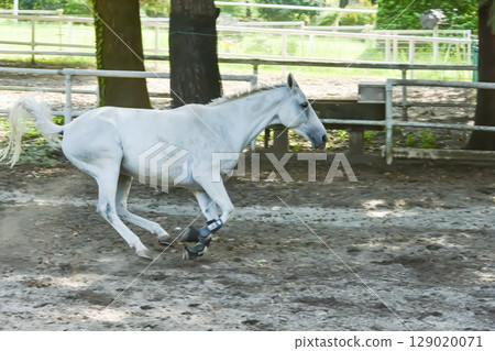 Running, relaxing and getting along with the white horses 129020071