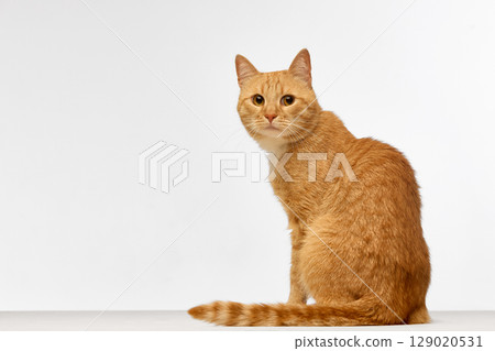 Ginger cat sitting and looking back with curious calm expression on white studio background 129020531