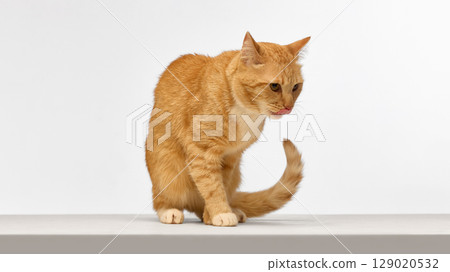 Ginger cat licking nose while standing on white surface Ginger cat licking nose while standing on white surface 129020532