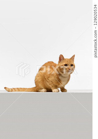 Ginger cat crouching with focused expression Ginger cat crouching with focused expression 129020534