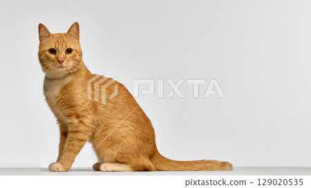 Ginger cat sitting upright on white background 129020535
