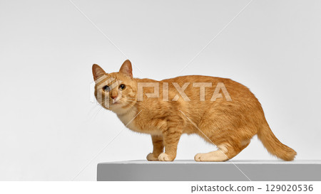 Full body side view of orange cat standing alert on raised platform 129020536