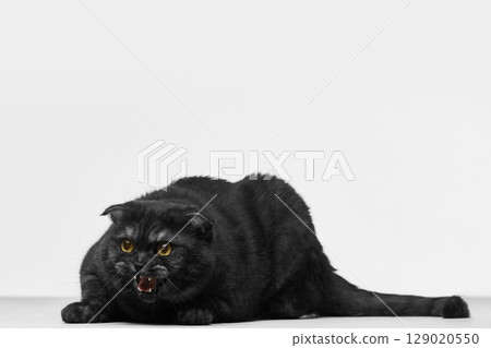 Black cat hissing with bared teeth and intense expression on white backdrop Black cat hissing with bared teeth and intense expression on white backdrop 129020550
