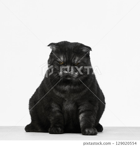 Black Scottish Fold cat with stern expression seated facing forward 129020554