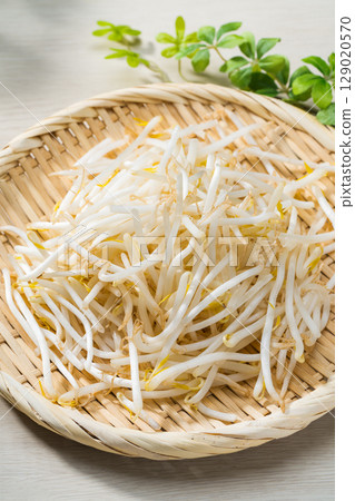新鮮豆芽放入漏勺 129020570