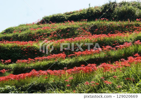 Cluster amaryllis at Yoshibi rice terraces in Kuroki Town, Fukuoka Prefecture 129020669