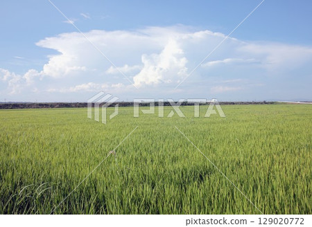 A midsummer rice paddy area in Miyagi Prefecture, where Sasanishiki rice plants grow vigorously, with cumulonimbus clouds forming in the background on a summer afternoon, bringing a thunderstorm. A midsummer rice paddy area in Miyagi Prefecture, where Sasanishiki rice plants grow vigorously, with cumulonimbus clouds forming in the background on a summer afternoon, bringing a thunderstorm. 129020772