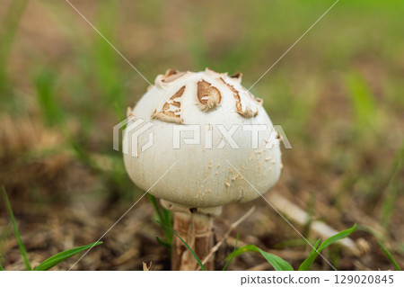 White mushrooms growing in the shade 03 White mushrooms growing in the shade 03 129020845