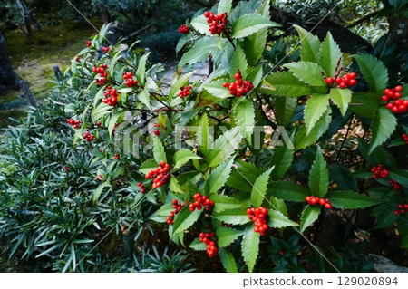 紅千兩 紅千兩 129020894