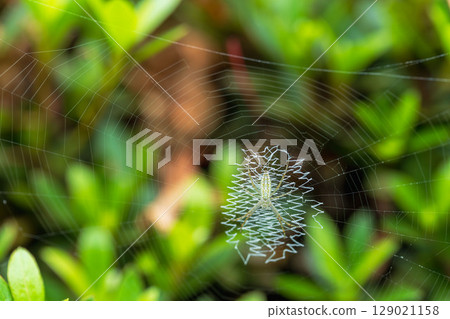 下雨天：森林裡的圓蛛巢穴 02 129021158