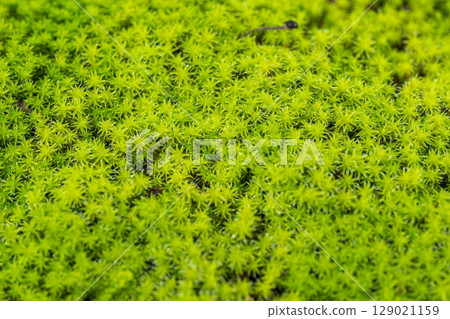 下雨天：森林地面苔蘚的特寫 129021159