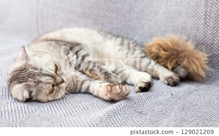 Calm relaxed gray scottish fold cat lies on gray sofa 129021209