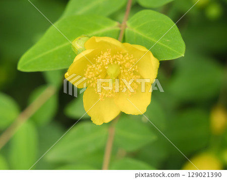 Cloudy day: Yellow flowers of the golden thread plum 01 129021390