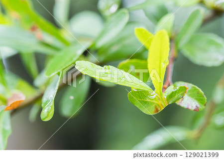 Rainy season: leaves wet with drops 02 Rainy season: leaves wet with drops 02 129021399