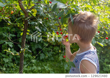 Child eats fresh cherries from tree in summer garden Child eats fresh cherries from tree in summer garden 129021480