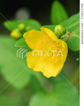 陰天:金線梅的黃色花朵04 陰天:金線梅的黃色花朵04 129021508