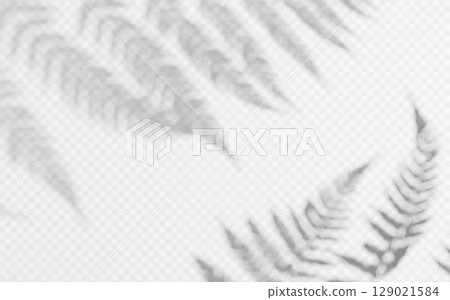 Shadow overlay from a fern branch isolated on a transparent background. 129021584