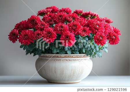 Bright plant in pot. Chrysanthemums bush with fleshy leaves and red flowers. 129021596