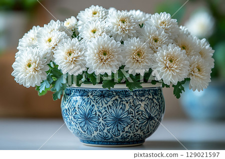 Perfect for home decor and plant care imagery. Chrysanthemums plant with white flowers on a white background. Small potted plant. Perfect for home decor and plant care imagery. Chrysanthemums plant with white flowers on a white background. Small potted plant. 129021597
