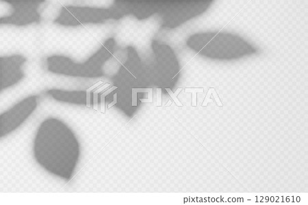 Abstract shadow overlay from foliage tree branch on a transparent background. 129021610