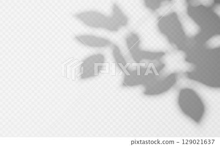 Abstract shadow overlay from foliage tree branch on a transparent background. 129021637