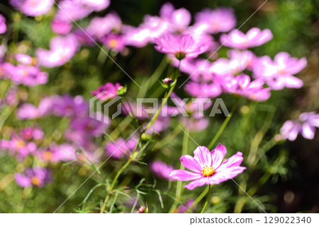 Cosmos 129022340