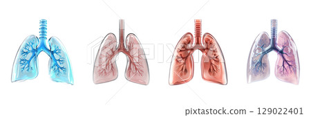 Lung Anatomy Illustrations Set. Respiratory System And Health Education Collection Isolated On Transparent Background 129022401