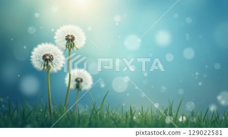 Dandelions in green grass with soft sunlight and bokeh on blue background. Dreamy nature scene with fluffy seed heads in spring or summer 129022581