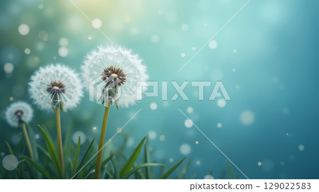 Dandelions in green grass with soft sunlight and bokeh on blue background. Dreamy nature scene with fluffy seed heads in spring or summer 129022583