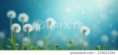 Dandelion flowers on blurred blue background with bokeh effect. Spring nature scene with soft sunlight and copy space 129022584