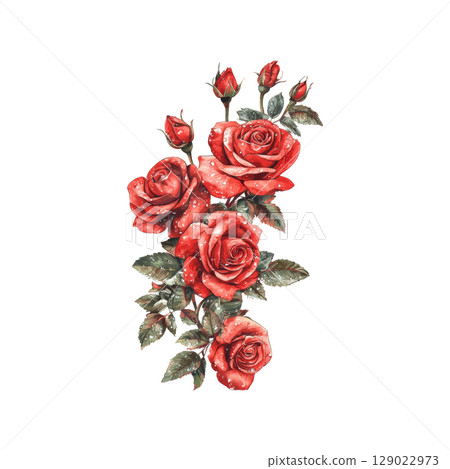 Red Roses With Dew Drops. Symbol Of Love And Romance In Nature Illustration Isolated On Transparent Background Red Roses With Dew Drops. Symbol Of Love And Romance In Nature Illustration Isolated On Transparent Background 129022973