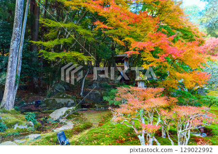 The garden of Chikurin-in Temple, decorated with autumn leaves The garden of Chikurin-in Temple, decorated with autumn leaves 129022992