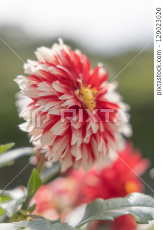 Beautiful blooming dahlia 129023020