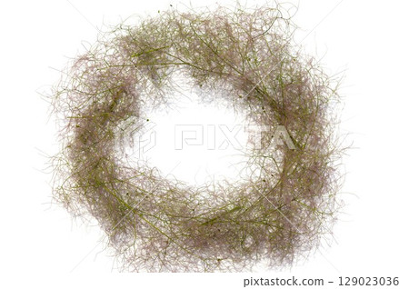 Smoke tree dried flower wreath base Smoke tree dried flower wreath base 129023036