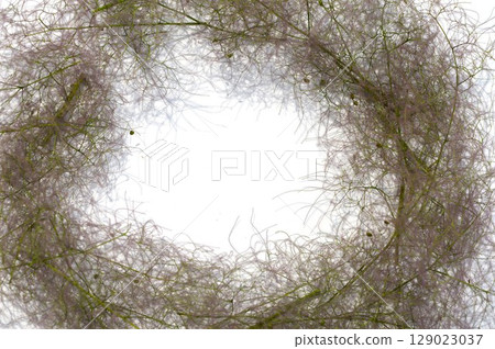 Smoke tree dried flower wreath base 129023037