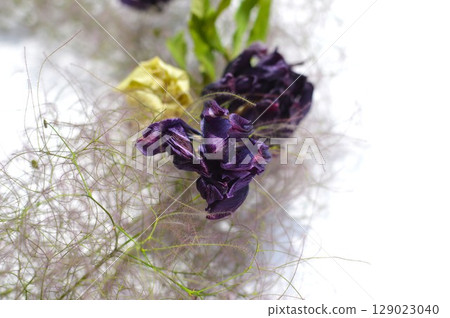 Dried flower arrangement of Christmas rose and smoke tree 129023040