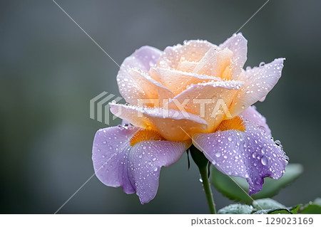 Beautiful rose flower with delicate petals and water droplets on soft pastel colors 129023169