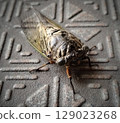 行走的蟬的特寫 129023268
