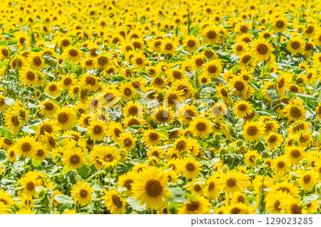 "Aomori Prefecture" Sunflower field scenery 129023285