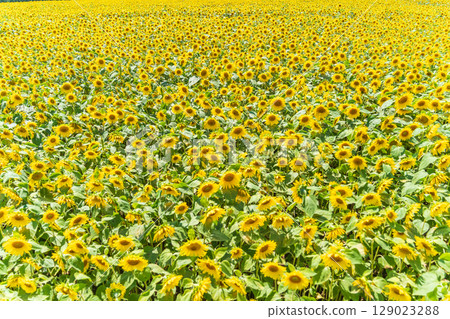 "Aomori Prefecture" Sunflower field scenery "Aomori Prefecture" Sunflower field scenery 129023288